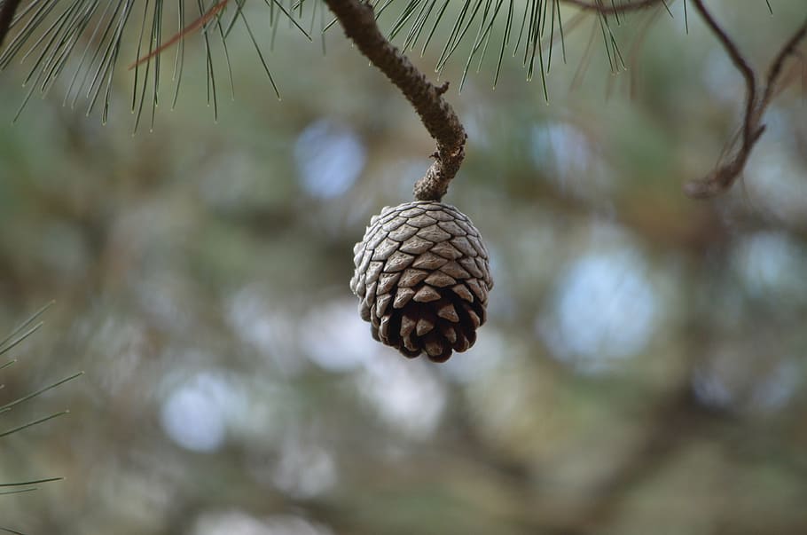 con, pin, sămânță, con de brad, copac, conifer, floră, plantă, natură, să se concentreze asupra primelor elemente, nici o persoana, a închide, ramură, zi, creştere, în aer liber, Brad, alimente, Pinaceae, mancare si bautura, agăţat, fruct, selectiv, frumusețe în natură, starea naturala, 4K