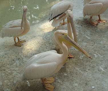 pelicans, birds, animals, fly, wings, feather, wildlife, beak, wild, dom, outdoor, avian, majestic, creature, wilderness, nature, mammal, vertebrate, animal themes, group of animals, bird, animal, animals in the wild, animal wildlife, no people, water, white color, lake, day, medium group of animals, pelican, swan, high angle view, three animals, cygnet, animal neck, animal family, 2K, CC0, public domain, royalty free
