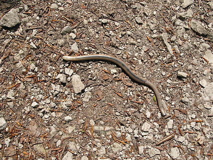 treg orm, bo, passere, ett dyr, dyr i naturen, dyre temaer, dyreliv, natur, dag, dyr, reptil, ingen folk, virveldyr, slange, høy vinkel visning, land, nærbilde, virvelløse, utendørs, felt, øgle, mark, fast, kryp, giftig, 2K, CC0, offentlig domene, opphavsrett gratis