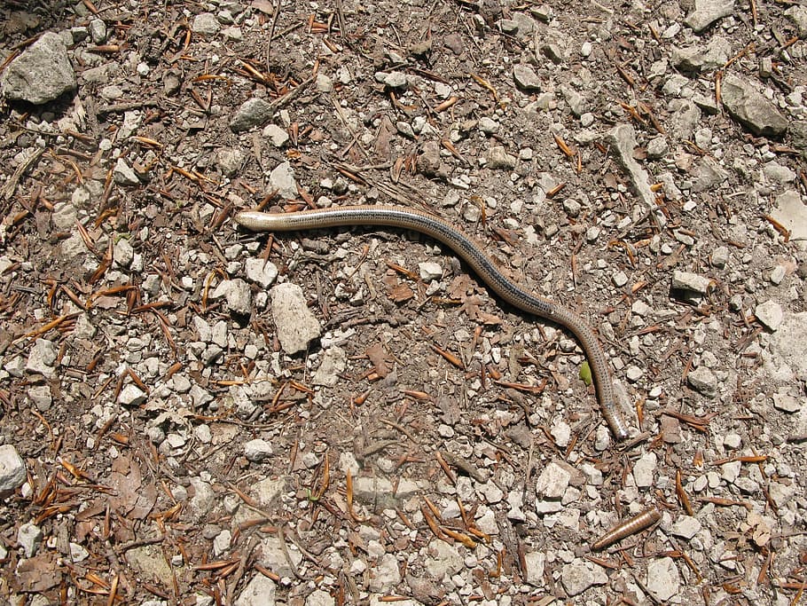 langsamer Wurm, Leben, bestehen, ein Tier, Tiere in freier Wildbahn, Tierthemen, Tierwelt, Natur, Tag, Tier, Reptil, keine Leute, Wirbeltier, Schlange, High Angle View, Land, Nahansicht, wirbellos, draußen, Feld, Eidechse, Wurm, solide, kriechen, giftig, 2K