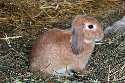 coniglio, lepre, animale domestico, fieno, animale, mammifero, carina, erba, pelliccia, roditore, natura, piccolo, Marrone, temi animali, fauna selvatica, un animale, vertebrato, animali allo stato selvatico, pianta, terra, campo, nessuno, giorno, all'aperto, seduta, analizzare, cercare, guardare, avvicinamento, erbivoro, 1080P, CC0, dominio pubblico, privo di copyright