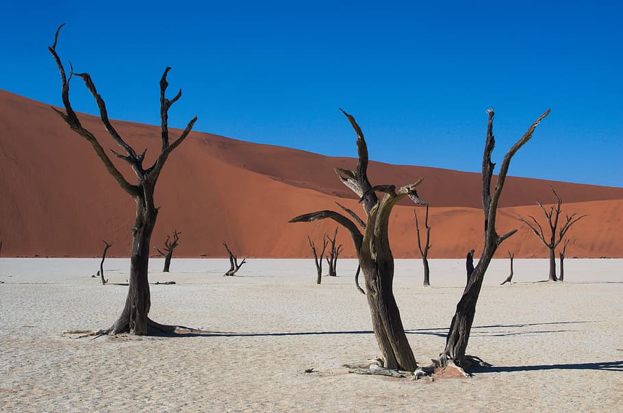 arbres sense fulles, duna del desert, deadvlei, namibia, desert, sec, arbre, sossusvlei, duna de sorra, desert de namib, naturalesa, sorra, Àfrica, clima àrid, paisatge, arbre nu, clima, escenics - natura, cel, medi ambient, planta morta, planta, terra, cap gent, llum solar, cel clar, dia, a l'aire lliure, 4K