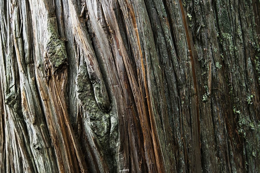 arbre de cedre, tronc de l'arbre, fusta, textura, gra, tronc, macro, natural, ranures, arbre, marc complet, material de fusta, primer pla, planta, cap gent, fons, patró, naturalesa, dia, a l'aire lliure, creixement, aspre, escorça de la planta, patró natural, marró, tranquil·litat, escorça, 2K