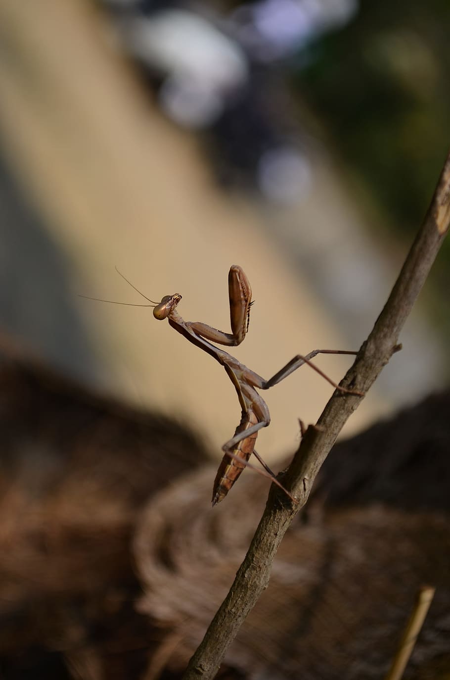 bønn, mantis, insekt, utsikt, Lukk, bønn, mantis, dyreliv, bug, virvelløse, antenne, arter, ett dyr, dyr i naturen, dyre temaer, ingen folk, nærbilde, selektiv fokusering, fokusere på forgrunnen, natur, dag, dyr, utendørs, bønnmantis, anlegg, tre - materiale, dyr kroppsdel, tørke, brun, 4K