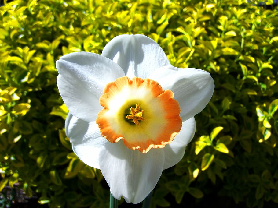 zarnacadea, floare de primavara, alb, plantă, prospeţime, planta cu flori, fragilitate, vulnerabilitate, floare, creştere, frumusețe în natură, petală, cap de floare, inflorescenţă, a închide, natură, să se concentreze asupra primelor elemente, polen, nici o persoana, culoare alba, zi, lumina soarelui, în aer liber, 2K