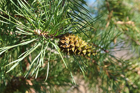pobūdį, medis, pinecone, augalų, grožis gamtoje, augimą, sutelkti dėmesį į naujas žinias, Iš arti, gyvūnų gyvūnija, vabzdys, žalia spalva, bestuburiai, nėra žmonių, gėlė, dieną, gyvūnams, pušies, gyvūnų temos, gyvūnas, pušies kūgis, žydintys augalai, lauke, spygliuočių medis, gyvūnų sparnas, adatos augalų dalis, gėlių galva, drugelis - vabzdys, apdulkinimas, 4K, CC0, Viešasis domenas, nemokamai