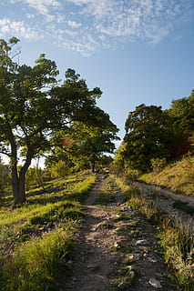 yol, doğa, sihirli, Moravya, ağaç, peyzaj, açık havada, kırsal manzara, scenics, orman, insansız, patika, yeşil renk, gökyüzü, yaz, kentsel olmayan sahne, doğada güzellik, çimen, ileriye giden yol, bitki, büyüme, yön, sakin sahne, huzur, arazi, manzaralar - doğa, gün, kir, azalan perspektif, iz, uzun, 4K, CC0, kamu malı, telif ücretsiz