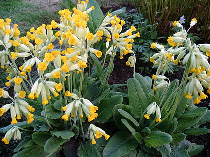 Frühlingsgrün, grünes Blatt, Pflanze, Primeln, Frühling, Grün, Blatt, Gelb, Blume, Natur, grüne Farbe, blühende Pflanze, Frische, Verletzlichkeit, Schönheit in der Natur, Zerbrechlichkeit, Wachstum, Blütenblatt, Blütenkopf, Blütenstand, Nahansicht, Tag, Pflanzenteil, Feld, keine Leute, Botanik, Blumenbeet, draußen, 2K, CC0, gemeinfrei, lizenzfrei