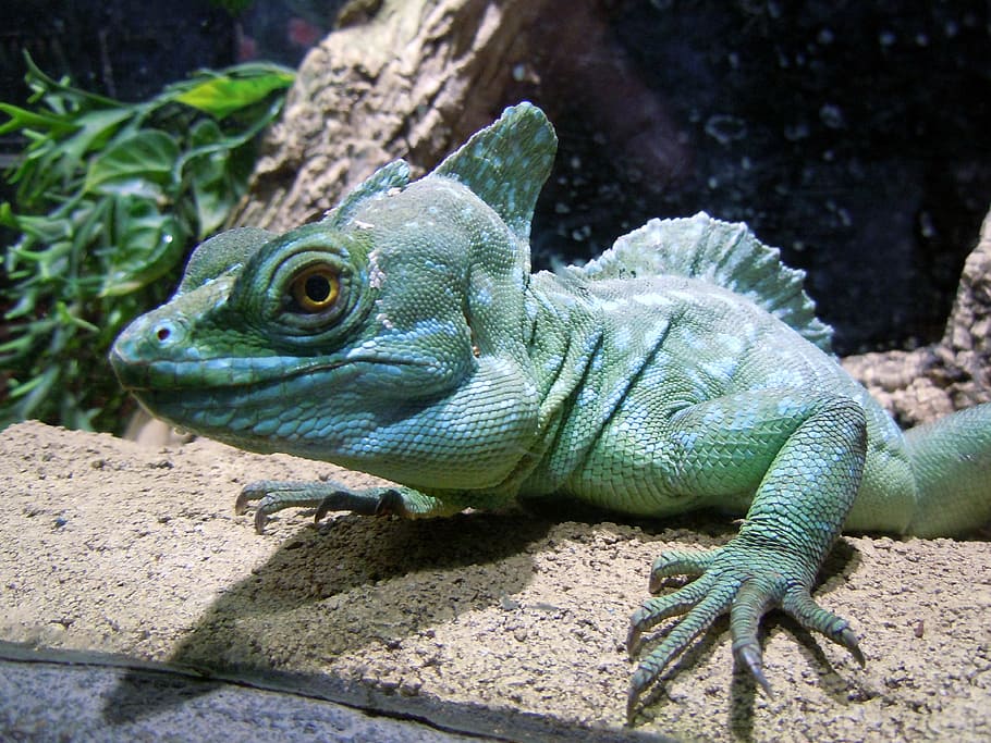 basilisc, rèptil, llangardaix, verd, monitor, animal, naturalesa, iguana, vida salvatge, drac, temes d'animals, un animal, animals a la natura, fauna animal, vertebrats, primer pla, dia, cap gent, color verd, part del cos dels animals, a l'aire lliure, llum solar, escala d’animals, centrar-se en primer pla, vista lateral, cap d’animals, 4K