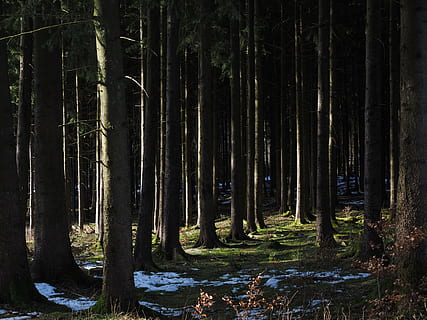 Wald, Bäume, Baumstämme, Nadelwald, Natur, Baum, draußen, Landschaft, szenen, Pflanze, Land, Kofferraum, Baumstamm, Wachstum, Ruhe, Schönheit in der Natur, keine Leute, ruhige Szene, Szenen - Natur, Nicht-städtische Szene, Tag, Sonnenlicht, Wasser, Fernbedienung, Bambuspflanze, 4K, CC0, gemeinfrei, lizenzfrei