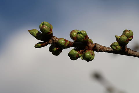 brote, Cereza, primavera, cereza dulce, comida y bebida, alimentación saludable, crecimiento, nadie, planta, comida, naturaleza, frescura, color verde, de cerca, Fruta, rama, día, belleza en la naturaleza, bienestar, árbol, enfoque selectivo, ramita, cielo, 5K, CC0, dominio público, libre de derechos