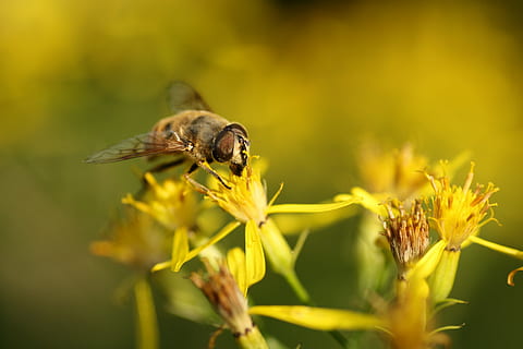 insetti, ape, foraggio, fiori, macro, animale, temi animali, fauna selvatica, animali allo stato selvatico, pianta fiorita, fiore, insetto, invertebrato, un animale, pianta, bellezza nella natura, fragilità, messa a fuoco selettiva, avvicinamento, freschezza, petalo, vulnerabilità, impollinazione, natura, testa di fiore, nessuno, all'aperto, 4K, CC0, dominio pubblico, privo di copyright