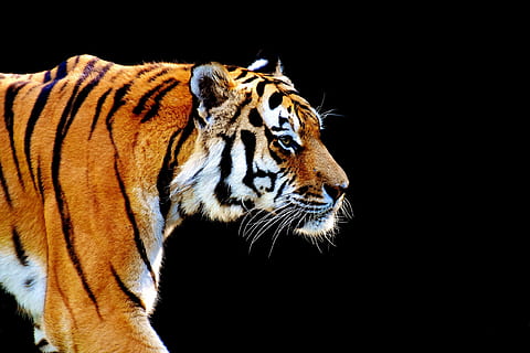 schließen, fotografieren, Orange, schwarz, Tiger, Raubtier, Pelz, wunderschönen, gefährlich, Katze, Tierfotografie, Tierwelt, Tierpark Hellabrunn, München, ein Tier, schwarzer Hintergrund, Tiere in freier Wildbahn, Tierkopf, Tierthemen, Tier, Säugetier, katzenartig, große Katze, Studioaufnahme, kopieren sie platz, Tierkörperteil, Wirbeltier, keine Leute, suchen, Wegschauen, Whisker, Profilansicht, 1080P, CC0, gemeinfrei, lizenzfrei