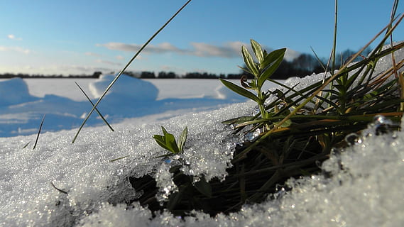 herba, neu, macro, hivern, naturalesa, gel, planta silvestre, vareta, verd, gelea, fred, flor congelada, gelades, fulles congelades, ardennes, camp, planta, fulles verdes, bellesa a la natura, temperatura de fred, cap gent, creixement, dia, aigua, centrar-se en primer pla, primer pla, tranquil·litat, congelat, a l'aire lliure, fragilitat, escenics - natura, llac, arbre de coníferes, 5K, CC0, domini públic, lliure de regalies