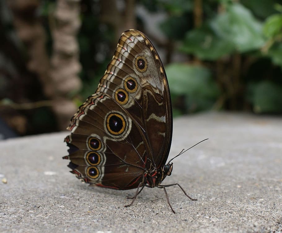 Comune, blu, farfalla, insetto, bruco, natura, farfalla - insetto, ala animale, invertebrato, temi animali, animale, animali allo stato selvatico, avvicinamento, un animale, fauna selvatica, concentrarsi sulle conoscenze acquisite, nessuno, giorno, bellezza nella natura, segni di animali, all'aperto, modello naturale, antenna animale, parte del corpo animale, 720P