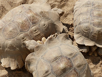 descans, tortuga, sorra, rèptil, animal, naturalesa, vida salvatge, closca d’animals, temes d'animals, animals a la natura, fauna animal, shell, vertebrats, dia, cap gent, closca de tortuga, terra, primer pla, a l'aire lliure, camp, grup d’animals, 2K, CC0, domini públic, lliure de regalies