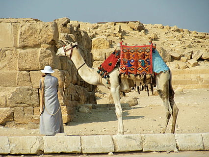 kamel, ørken, egypten, kun en mand, kun voksne, en person, kun mænd, voksen, pattedyr, husdyr, dyre temaer, dyr, arkitektur, bygget struktur, indenlandske, dag, kæledyr, sollys, hvirveldyr, natur, arbejdsdyr, bygning udvendig, rigtige mennesker, et dyr, bagfra, planteædende, udendørs, gamle civilisation, 1080P, CC0, offentligt domæne, royaltyfrie