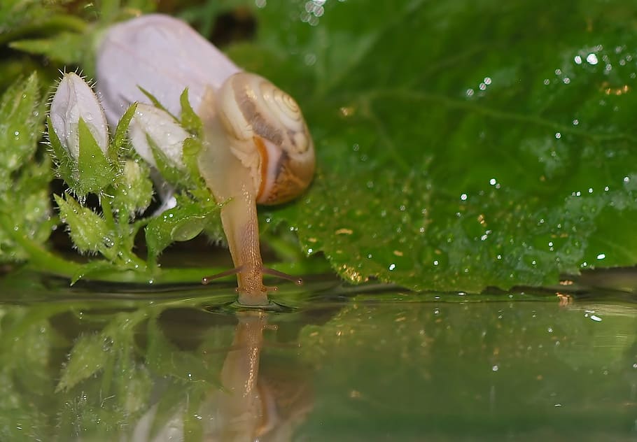 beige, lumaca, verde, foglia, acqua, conchiglia, mollusco, vicino, guscio di chiocciola, lentamente, gusci di lumaca, natura, animale, creatura, invertebrati, giardino, foresta, fiori, erba, macro, mirroring, riflessione, bere, sete, macrofotografia, stagno, goccia di pioggia, le foglie, bagnato, far cadere, avvicinamento, pianta, colore verde, nessuno, messa a fuoco selettiva, parte vegetale, crescita, giorno, lago, freschezza, fauna selvatica, bellezza nella natura, animali allo stato selvatico, galleggia sull'acqua, rugiada, 1080P