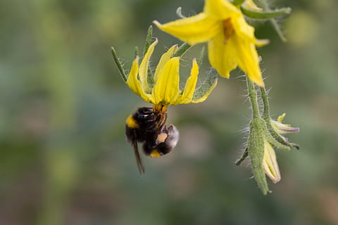 Kimalaiset, pollinating, kukka, tomaatti, vihannes, keltainen, maatalous, työntekijä, kasvi, mehiläinen, eläinten villieläimet, hauraus, selkärangaton, kauneus luonnossa, eläin, eläimiä, alttius, eläinten teemoja, hyönteinen, lähikuva, terälehti, keskittyä etualalle, yksi eläin, kasvu, tuoreus, kukka pää, pölytys, ei ihmisiä, siitepöly, 4K, CC0, public domain, rojaltivapaa