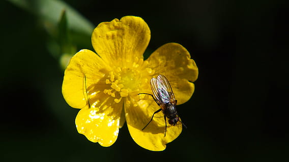 terbang, bunga, bug, serangga, kuning, tanaman berbunga, invertebrata, satwa liar hewan, satu binatang, kerapuhan, hewan, keindahan di alam, daun bunga, binatang di alam liar, kepala bunga, tema binatang, menanam, kesegaran, merapatkan, kerentanan, hal berkembang, alam, penyerbukan, sayap binatang, tidak ada orang, serbuk sari, di luar rumah, latar belakang hitam, musim semi, 4K, CC0, domain publik, bebas royalti