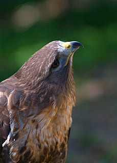 parastais buzzard, sekla, fokusa fotoattēls, piekūns, vanags, ērglis, knābis, spalvas, brūna, putns, viens dzīvnieks, dzīvnieku tēmas, dzīvnieku, mugurkaulniekiem, dzīvniekiem savvaļā, dzīvnieku savvaļas dzīvnieki, tuvplāns, koncentrēties uz jaunajām zināšanām, nav cilvēku, dienā, raksturs, plēsīgo putnu, ārā, dzīvnieku ķermeņa daļa, meklē prom, meklē, sāna skats, dzīvnieku galvu, profila skats, dzīvnieku acs, 2K, CC0, publiskais domēns, bez atlīdzības