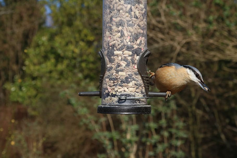 picchio muratore, alimentatore, giardino, uccello, natura, aviaria, selvaggio, uccello canoro, alimentazione, seme, piccolo, arroccato, becco, mangiare, UK, temi animali, animale, fauna selvatica, animali allo stato selvatico, vertebrato, un animale, mangiatoia per uccelli, concentrarsi sulle conoscenze acquisite, nessuno, albero, giorno, appollaiati, cibo, all'aperto, picchio, 5K