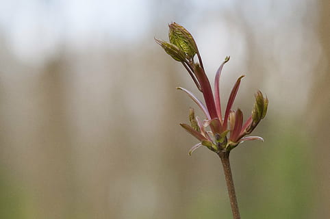 spring, sprout, green, forest, button, tree, sheet, life, plant, growth, flower, close-up, nature, beauty in nature, fragility, flowering plant, vulnerability, freshness, focus on foreground, no people, outdoors, botany, plant stem, day, bud, land, blossom, springtime, 2K, CC0, public domain, royalty free