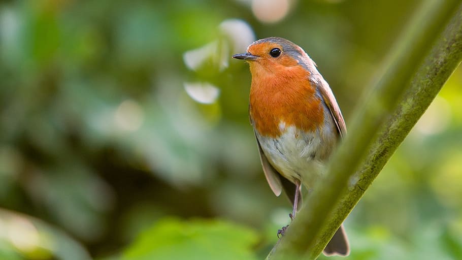robin, ocell, naturalesa, vida salvatge, vermell, petit, plomatge, ploma, aus petites, pit, ala, a l'aire lliure, observació d'aus, posat, redbreast, animal, imatge en color, bec, branca, primer pla, un animal, animals a la natura, arbre, temes d'animals, fauna animal, vertebrats, centrar-se en primer pla, planta, dia, cap gent, bellesa a la natura, color verd, selva tropical, ocell tropical, pluja tropical, 1080P
