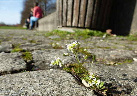 blomst, mos, flor, lille, lille blomst, hvid, tæt, plante, blomstrende plante, dag, natur, selektiv fokusering, udendørs, friskhed, sårbarhed, skrøbelighed, vækst, sti, skønhed i naturen, fokus på forgrunden, tæt på, mennesker, Mark, sollys, sorg, tilfældige mennesker, 4K, CC0, offentligt domæne, royaltyfrie