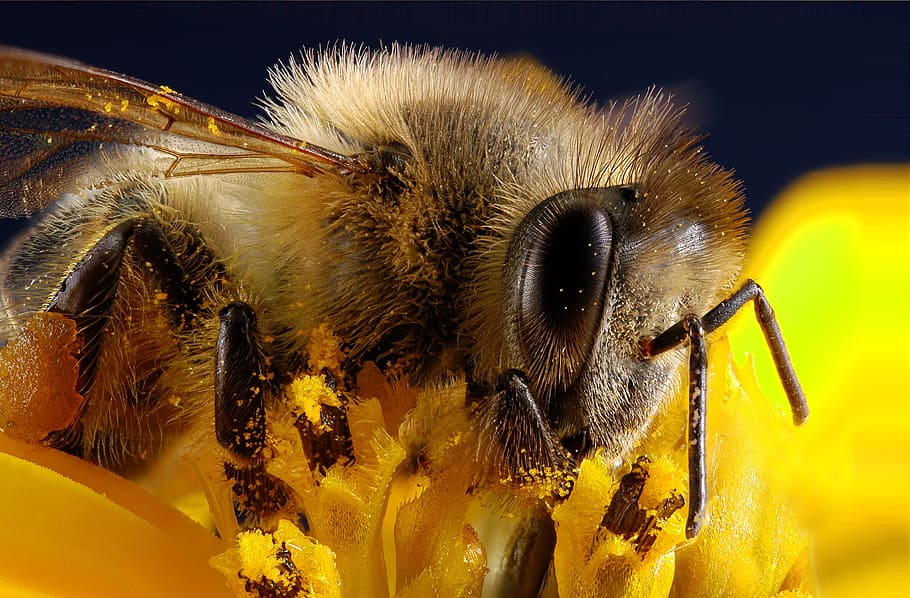 tæt på, fotografering, Brun, bee perching, gul, blomst, bi, insekt, pollen, makro, dyr, dyre temaer, et dyr, dyreliv, hvirvelløse, dyr i naturen, ekstrem nærbillede, dyr kropsdel, natur, ingen mennesker, skønhed i naturen, øje, dyr antenne, dyr øje, hår, dyr hoved, blomsterhoved, 2K
