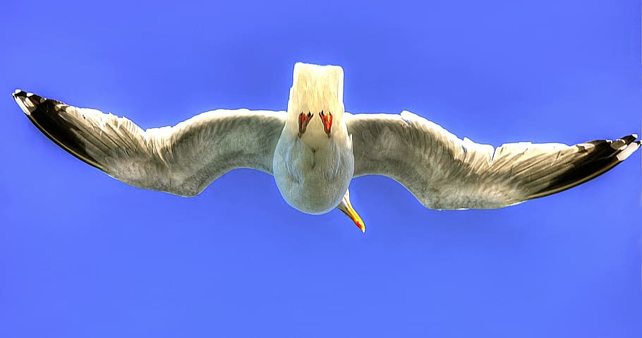 vol, volar, ocell aquàtic, ala, ocell, cel, mar, gavina, naturalesa, humor, seemoeve, gavines blanques, animal, en vol, factura, seevogel, aus aquàtiques, fotografia de fauna salvatge, sota l'aigua, blau, cap gent, nedar, temes d'animals, fauna animal, fons de colors, fons blau, tir de l'estudi, sol objecte, emoció, volant, panoràmica, a l'aire lliure, cel clar, menjar i beguda, part del cos dels animals, 2K