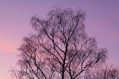 tre, Sky, himmel, silhouette, Brann, kveldslampe, gren, bare tre, natur, skjønnhet i naturen, anlegg, ingen folk, lav vinkel visning, rosa farge, skumring, lilla, utendørs, ro, solnedgang, naturskjønnhet - natur, rolig scene, idylliske, trestamme, 4K, CC0, offentlig domene, opphavsrett gratis