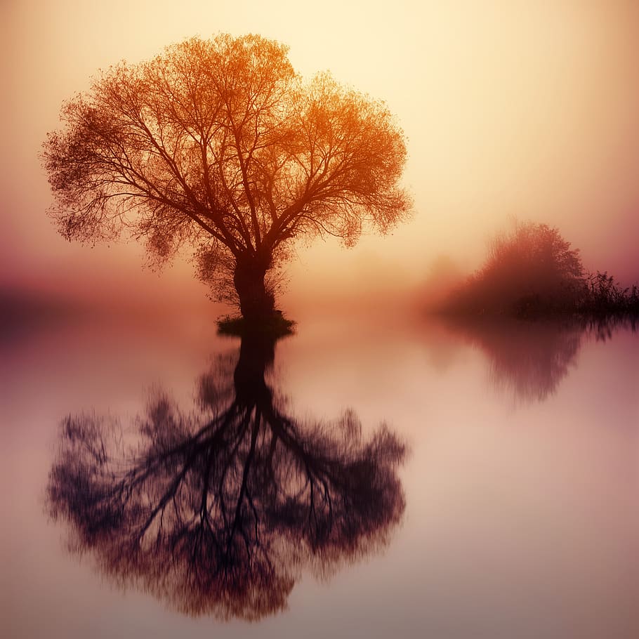 arbre, cos, aigua, posta de sol, alba, silueta, naturalesa, incolor, boira, llum, humor, abendstimmung, llac, paisatge, romàntic, tranquil, estany, duplicació, reflexió, romanç, banc, reflexions, atmosfera, descans, llum de fons, tranquil·litat, bellesa a la natura, planta, cel, escena tranquil·la, escenics - natura, cap gent, simetria, escena no urbana, idíl·lic, color taronja, 5K