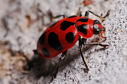 macro, insecte, biologia, naturalesa, escarabat, Marieta, entomologia, ecologia, error, temes d'animals, animal, un animal, fauna animal, animals a la natura, primer pla, cap gent, invertebrat, tacat, longitud completa, vermell, a l'aire lliure, dia, terra, mar, zoologia, centrar-se en primer pla, marí, 1080P, CC0, domini públic, lliure de regalies