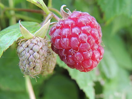 hindbær, Bugt, planter, have, forår, rød, mad og drikke, frugt, friskhed, tæt på, mad, sund kost, fokus på forgrunden, vækst, plante, velvære, natur, dag, bærfrugt, ingen mennesker, skønhed i naturen, blad, plante del, grøn farve, udendørs, moden, 2K, CC0, offentligt domæne, royaltyfrie
