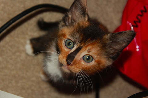 drăguţ, Kitty, pisoi, pisică, animal de companie, animal, frumos, tortoiseshell cat, tânăr pisoi, blană, privi, testoasa, portret, pisica domestica, animale de companie, animale domestice, un animal, animale tematice, felin, mamifer, intern, animale vertebrate, mustăţi, privind camera, a închide, să se concentreze asupra primelor elemente, în interior, partea corpului animalului, nici o persoana, vedere în unghi mare, cap de animal, ochi de animale, 5K, CC0, domeniu public, fără drepturi de autor