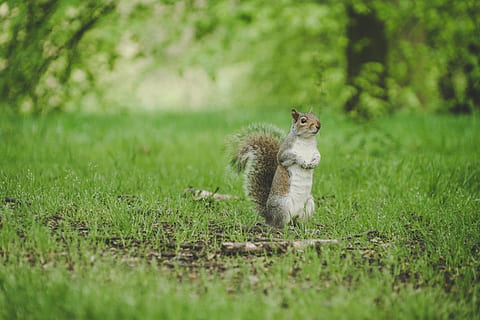 veverka, stojící, zelená, travnaté hřiště, selektivní, zaostřovací fotografie, les, tráva, bokeh, strom, nahoru, hledá, dívej se, ruka, zahrada, venkovní, honoráře, stažení, nové krmivo, Nový, a7rii, sony a7rii, paolo nicolello, savec, jednoho zvířete, rostlina, zelená barva, zvířat, zvířata ve volné přírodě, obratlovců, Příroda, selektivní zaměření, nikdo, přistát, hlodavec, pole, den, roztomilý, venku, malý, zobrazení profilu, 8K, CC0, veřejná doména, bez autorských práv