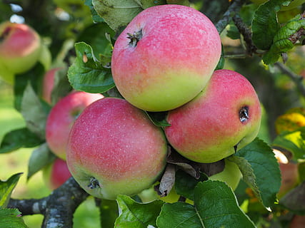 appel, fruit, rood, rijp, frisch, gezond, vitaminen, boomgaard, appel variëteit, jakob fischer, herfst appel, mooi uit het topland, natuur, blad, voedsel, landbouw, boom, appel - fruit, versheid, herfst, biologisch, zomer, appelboom, tak, buitenshuis, gezond eten, eten en drinken, deel van de plant, welzijn, detailopname, groene kleur, fabriek, dag, groei, geen mensen, fruit boom, 4K, CC0, publiek domein, royaltyvrij