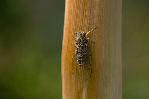 cicala, insetto, estate, animali allo stato selvatico, invertebrato, un animale, temi animali, fauna selvatica, animale, avvicinamento, nessuno, natura, legno - materiale, giorno, cavalletta, all'aperto, concentrarsi sulle conoscenze acquisite, colore verde, pianta, zoologia, messa a fuoco selettiva, tronco d'albero, 4K, CC0, dominio pubblico, privo di copyright
