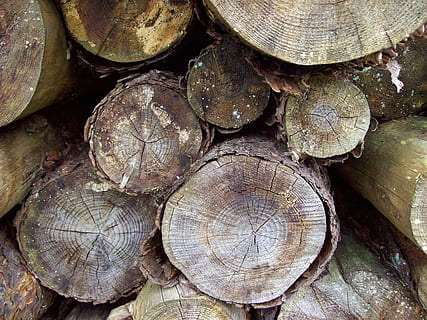 woodstack, logfiler, logpile, bunke, tømmer, træ, stak, bagagerum, skære, Skov, skovbrug, Brænde, stablet, logning, savet, brændstof, hakket, log, fuld ramme, træ - materiale, skovrydning, baggrunde, tømmerindustrien, stor gruppe af objekter, ingen mennesker, tekstureret, tæt på, overflod, form, brændstof og elproduktion, natur, brændestablen, udendørs, træ ring, 2K, CC0, offentligt domæne, royaltyfrie