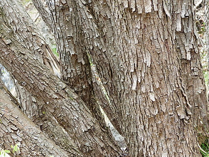 Baum, Borke, trocken, Flocke, Baumstamm, Kofferraum, texturiert, Vollbild, Hintergründe, Holz - Material, Pflanzenrinde, Rau, Pflanze, Nahansicht, keine Leute, Natur, Tag, Muster, draußen, braun, natürliches Muster, Wachstum, 4K, CC0, gemeinfrei, lizenzfrei