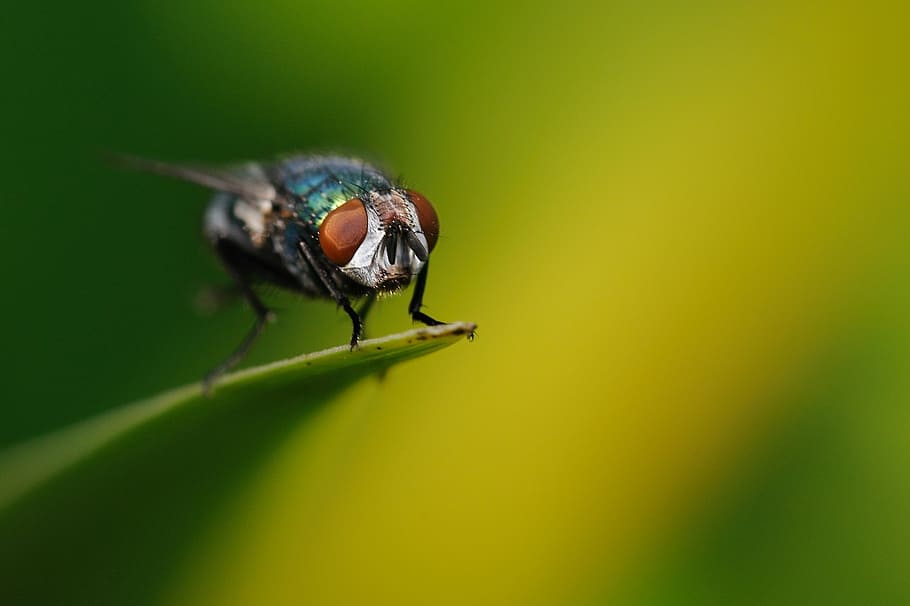 fliegen, Insekt, Makro, ein Tier, Tierwelt, grüne Farbe, Tiere in freier Wildbahn, Tierthemen, Nahansicht, Natur, draußen, Tier, wirbellos, Pflanze, Tierflügel, keine Leute, Schönheit in der Natur, Stubenfliege, Fokus auf den Vordergrund, selektiver Fokus, extreme Nahaufnahme, Tierauge, 2K