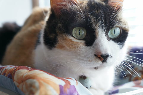 gato, calicó, mamífero, nacional, mascotas, temas de animales, Gato domestico, animales domesticos, animal, felino, un animal, bigotes, vertebrado, de cerca, parte del cuerpo del animal, retrato, adentro, mirando a la cámara, centrarse en primer plano, nadie, relajación, cabeza de animal, ojo de animal, hocico, 2K, CC0, dominio público, libre de derechos