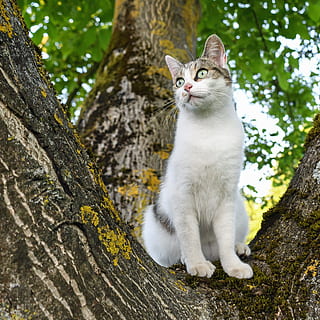 a breve pelo, bianca, grigio, gatto, seduta, Marrone, albero, giorno, gatto, albero, luce verde, verde, luce, animale, gatto domestico, animali domestici, carina, natura, all'aperto, mammifero, analizzare, cercare, guardare, gattino, giovane animale, felino, un animale, domestico, temi animali, vertebrato, tronco d'albero, pianta, tronco, nessuno, concentrarsi sulle conoscenze acquisite, baffo, 2K, CC0, dominio pubblico, privo di copyright