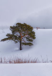 śnieg, sosna, Chmura, zima, drzewa, Natura, zimowy, drzewa, krajobraz, zimno, śnieżna zima natura, niebo, biały, zimowy krajobraz, chmury, drzewo, zimna temperatura, spokój, roślina, piękno natury, mgła, scenics - natura, spokojna scena, żadnych ludzi, wylądować, środowisko, woda, pole, scena pozamiejska, dzień, na dworze, 4K, CC0, domena publiczna, darmowe zdjęcia