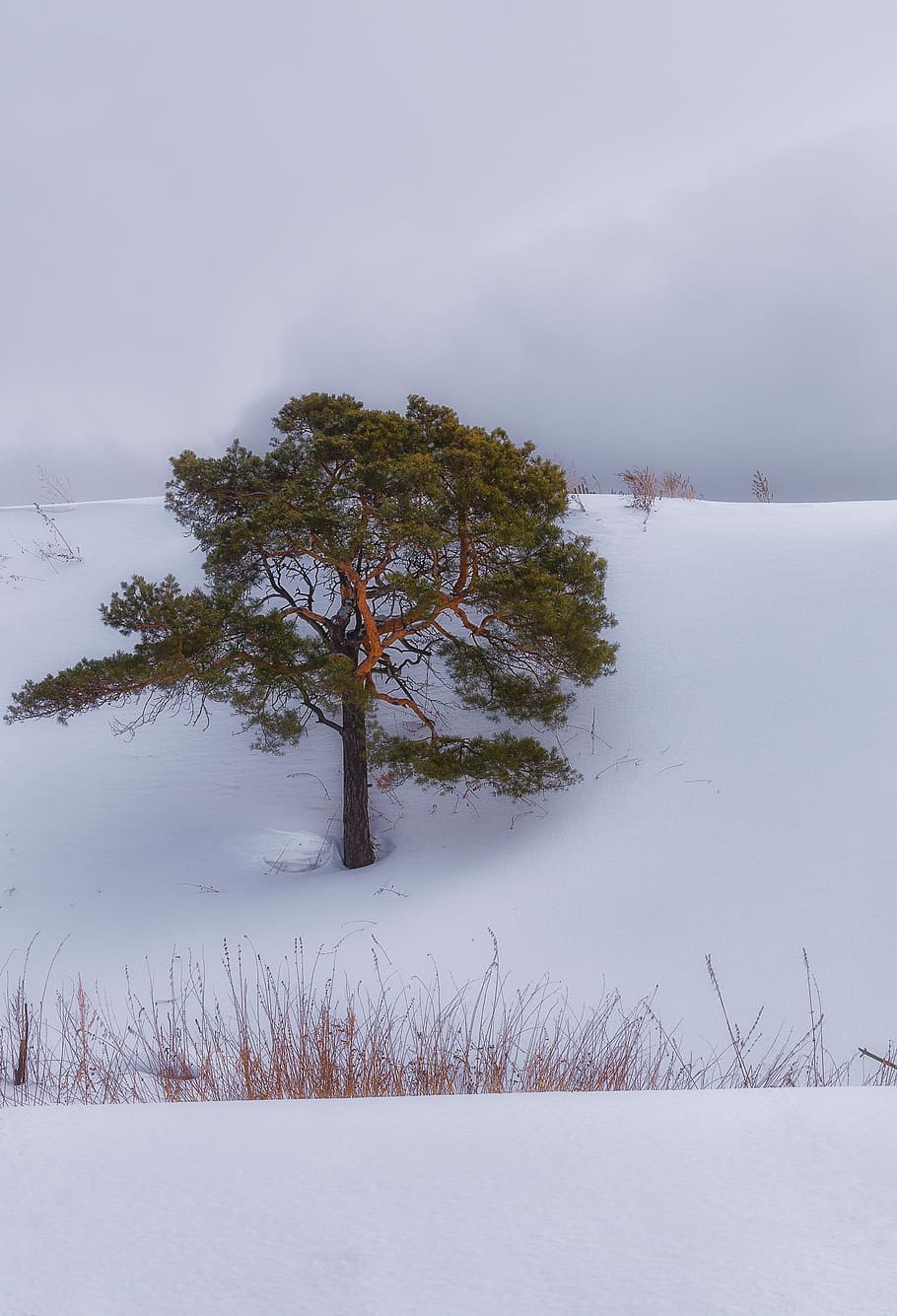 śnieg, sosna, Chmura, zima, drzewa, Natura, zimowy, drzewa, krajobraz, zimno, śnieżna zima natura, niebo, biały, zimowy krajobraz, chmury, drzewo, zimna temperatura, spokój, roślina, piękno natury, mgła, scenics - natura, spokojna scena, żadnych ludzi, wylądować, środowisko, woda, pole, scena pozamiejska, dzień, na dworze, 4K