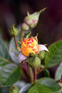 blomst, knap, lyserød, gul, natur, have, Rosenbusk, blomstrende plante, plante, tæt på, skønhed i naturen, plante del, blad, vækst, sårbarhed, friskhed, ingen mennesker, fokus på forgrunden, skrøbelighed, Rose, kronblad, rosenblomst, blomsterhoved, blomsterstand, knop, udendørs, bægerblad, 2K, CC0, offentligt domæne, royaltyfrie