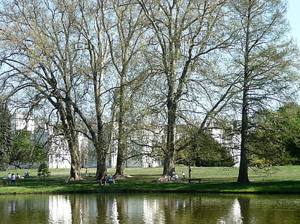 riu perla, reflexió, primavera, arbre, planta, aigua, tranquil·litat, naturalesa, dia, bellesa a la natura, llac, escena tranquil·la, escenics - natura, cap gent, creixement, parc, davant del mar, arbre nu, color verd, parc - l'home va fer espai, branca, a l'aire lliure, 1080P, CC0, domini públic, lliure de regalies