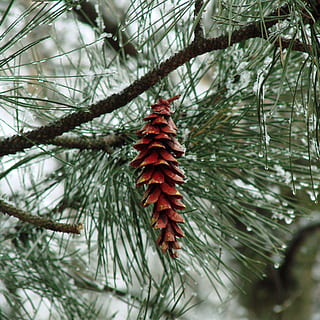 pinecone, sniegas, žiemą, medis, visžalis, pušis, adata, šalta temperatūra, pobūdį, pušies, augalų, filialas, pušies kūgis, dieną, sutelkti dėmesį į naujas žinias, lapai, grožis gamtoje, augalų dalis, nėra žmonių, Iš arti, lauke, augimą, spygliuočių medis, atrankinis dėmesys, adatos augalų dalis, 1080P, CC0, Viešasis domenas, nemokamai