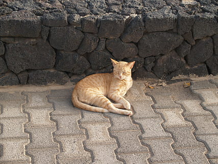 Tiere, Katze, Lanzarote, Hauskatze, ein Tier, inländisch, katzenartig, Haustiere, Säugetier, Wirbeltier, keine Leute, rote Katze, Entspannung, Sitzung, Porträt, Tag, High Angle View, Kamera betrachten, Whisker, tabby, 2K, CC0, gemeinfrei, lizenzfrei